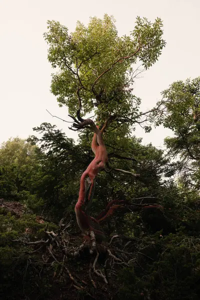 Vertikální Záběr Krásného Stromu Červenou Větví Parku — Stock fotografie