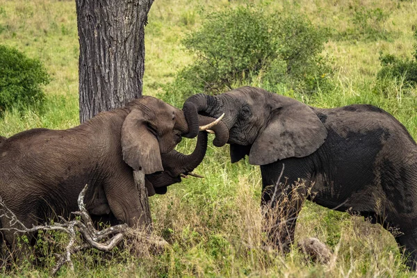 Deux Grands Éléphants Contact Avec Leur Tronc Dans Safari Dans — Photo