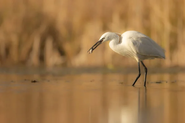 Closeup Shot Gray Heron Standing Water Holding Fish Beak — Stock Photo, Image