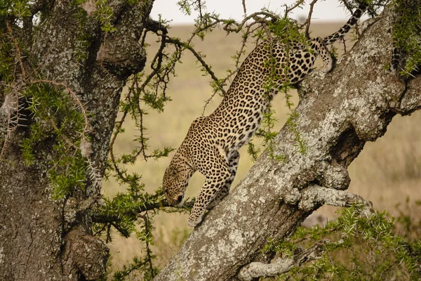 Egy Gyönyörű Leopárd Szafarin Serengeti Nemzeti Parkban Tanzániában — Stock Fotó