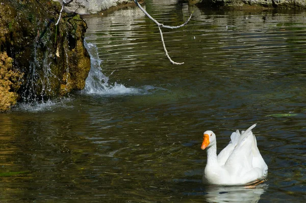 アヒルや水鳥が湖にいます — ストック写真