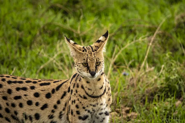 Leptailurus Parku Narodowym Serengeti Safari Wildlife Wild Animals — Zdjęcie stockowe