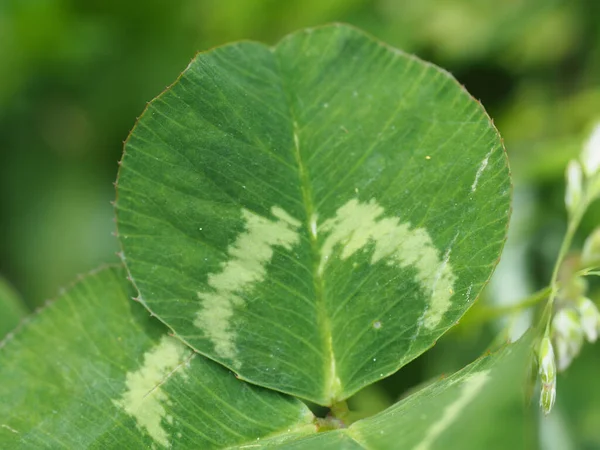 Primer Plano Una Textura Hoja Trébol Sobre Fondo Borroso Naturaleza —  Fotos de Stock