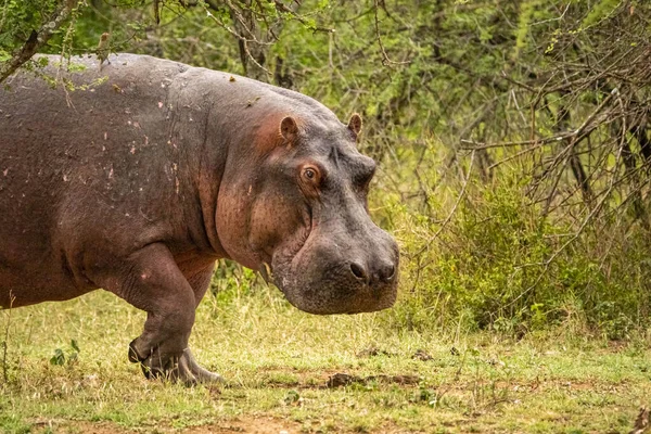 Gros Plan Énorme Hippopotame Dans Parc National Serengeti Tanzanie — Photo