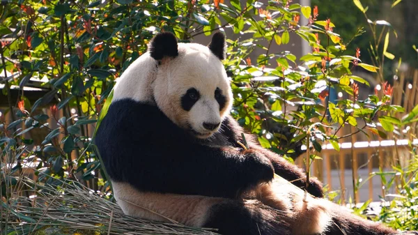 Dev Panda Güneşli Bir Günde Hayvanat Bahçesinde Bambu Yer — Stok fotoğraf