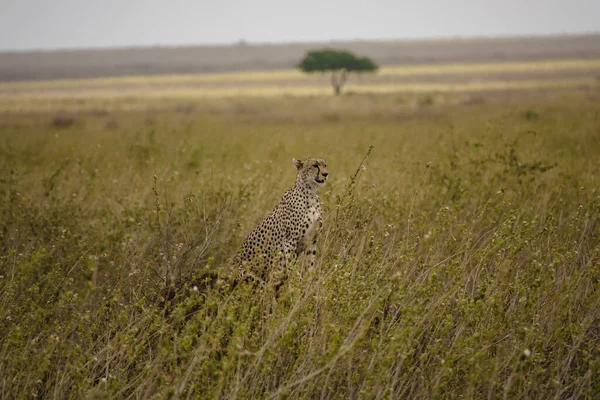 Egy Gyönyörű Gepárd Szafariban Serengeti Nemzeti Parkban Tanzániában — Stock Fotó