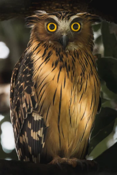 Eine Nahaufnahme Einer Gefleckten Waldeule Die Auf Einem Zweig Auf — Stockfoto