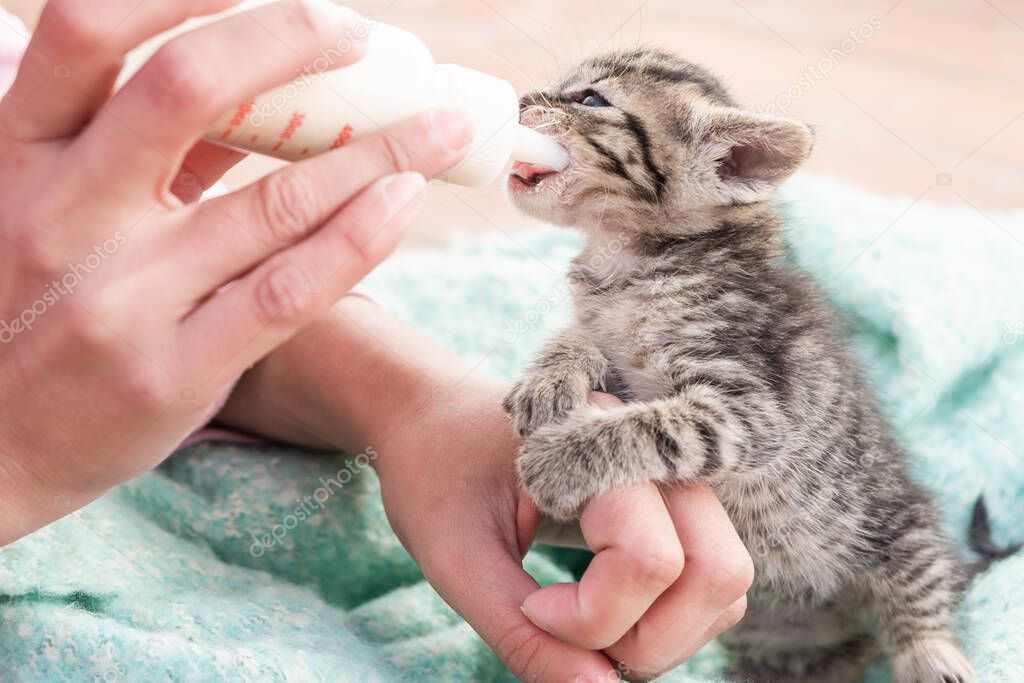 A closeup of a tabby cat kitten drinking milk from a person's hands.