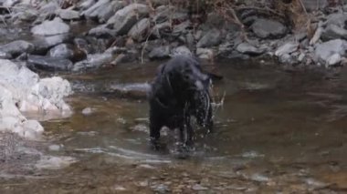 Suyun içinde oynayan sevimli siyah bir Labrador köpeği.
