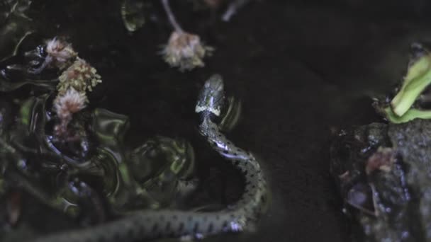 Detailní Záběr Natrixského Hada Vodě — Stock video