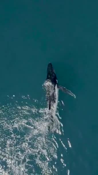 Una Vista Vertical Las Orcas Nadando Océano — Vídeos de Stock