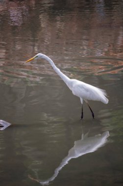 Balığı hedefleyen ve suya yansıyan büyük bir balıkçıl dikey görüntüsü.