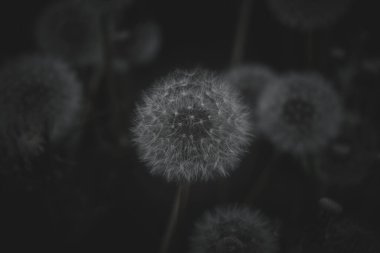 Beyaz tüylü karahindibaların gri tonlu görüntüsü.