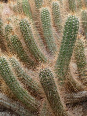 Güneşli bir günde kaktüs Morocco bahçesindeki kirpi kaktüslerinden güzel bir kare.