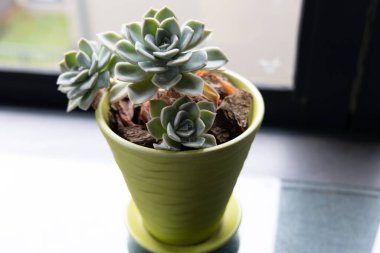 Pencere kenarına konmuş sulu bir tencerenin yakın çekimi.