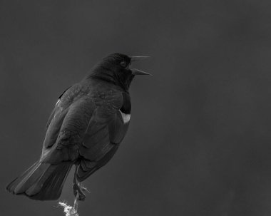 Kırmızı kanatlı bir karatavuğa yakın plan karanlık arka planda bir ormanda
