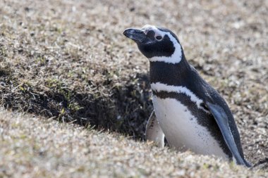 Yerde yürüyen bir Magellanic pengueninin yakın çekimi.