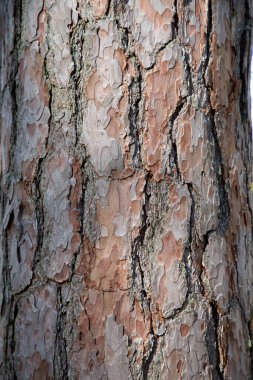 Güneş ışığı altında desenli bir ağaç kabuğuna yakın çekim