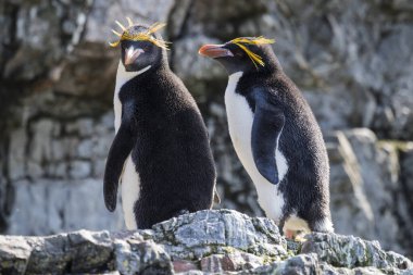Bir çift makarna pengueni kayalık sahilde yürüyor.