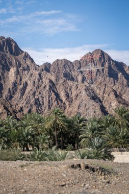 Çöldeki kayalık dağlar ve palmiye ağaçları parlak güneş ışığında mavi gökyüzüne karşı güzel bir manzara.