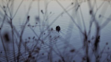 Gün batımında gölde yüzen Avrasyalı bir kuş.