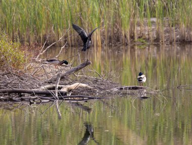 Yabanda göl kenarındaki kuşların görüntüsü