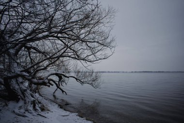 Nehrin kenarında büyüyen karla kaplı yapraksız bir ağacın büyüleyici manzarası.