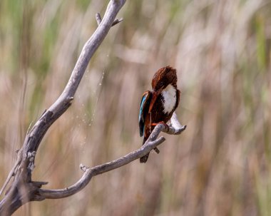 Ormanın bir dalında, bulanık bir arka planda güzel kırmızı gagalı bir Alcone.