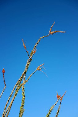 Çiçek açan çöl bitkisinin dikey görüntüsü.