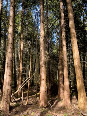 Horth Hill Bölgesel Parkı 'nda bir orman, Kuzey Saanich, BC Kanada