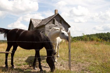 Arkalarında eski ahşap bir çiftlik evi olan bir çitin yakınındaki tarlada siyah beyaz iki at..