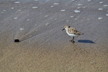 Kumsaldaki bir kum düdükçüsünün yakın çekimi.