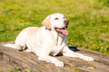 Bahçede yerde yatan büyük bir Labrador.