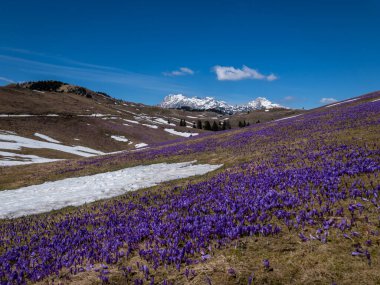 Slovenya Alpleri 'ndeki Velika Planina' da mavi gökyüzü olan büyük mor tarlaların güzel bir manzarası var.