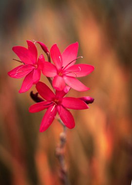 Mayfield Garden 'ın bulanık arka planında güzel pembe çiçeklerin dikey çekimi.