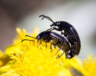 Sarı çiçeklerdeki bal arılarının yakın plan çekimi.
