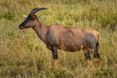 Serengeti Ulusal Parkı, Tanzanya 'daki safaride kahverengi bir Topi.