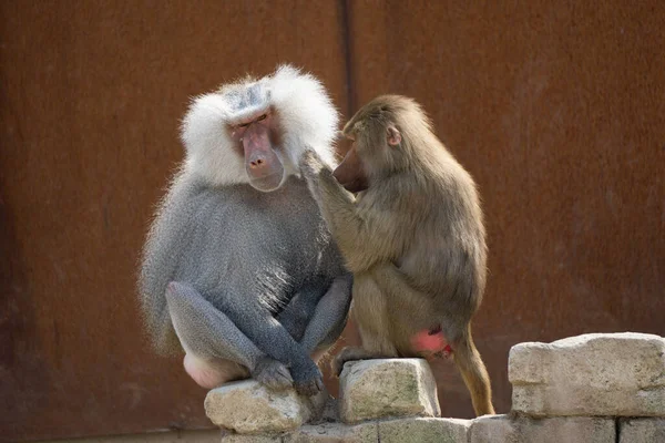 Due Soffici Babbuini Seduti Insieme Una Roccia Uno Zoo Alla — Foto Stock