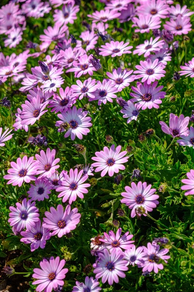Vertical Shot Pink Daisy Flowers Garden Daylight — Stock Photo, Image