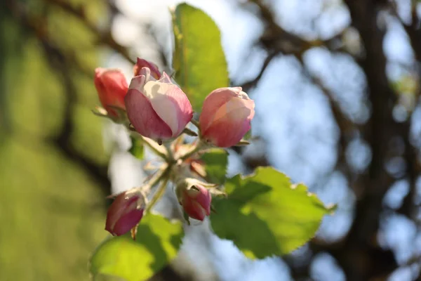 Неглубокий Фокус Снимок Бутонов Розовых Цветов Цветущих Саду Солнечный День — стоковое фото