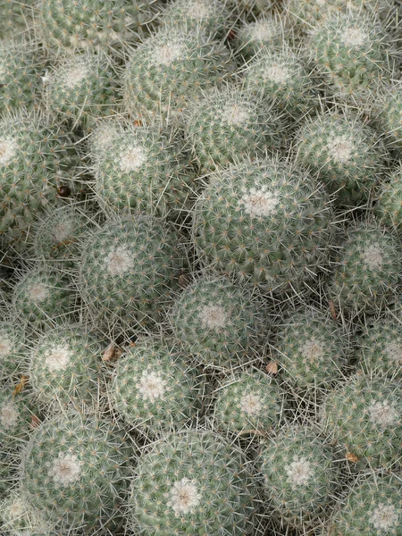 Górne Ujęcie Wymion Białych Runa Rośliny Kaktusowym Ogrodzie Maroka Słoneczny — Zdjęcie stockowe
