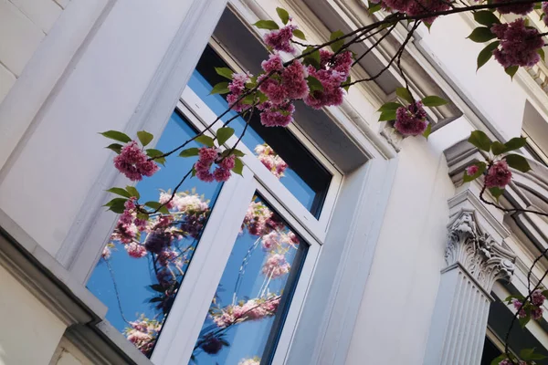 窓の近くの桜の花の枝のクローズアップ — ストック写真