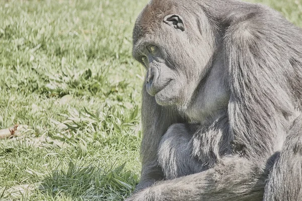 Gorille Adulte Assis Sur Des Herbes Dans Champ — Photo