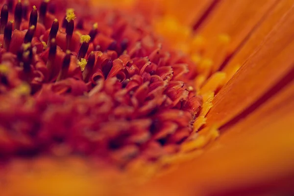 Makro Strzał Pomarańczowy Gerbera Kwiat — Zdjęcie stockowe