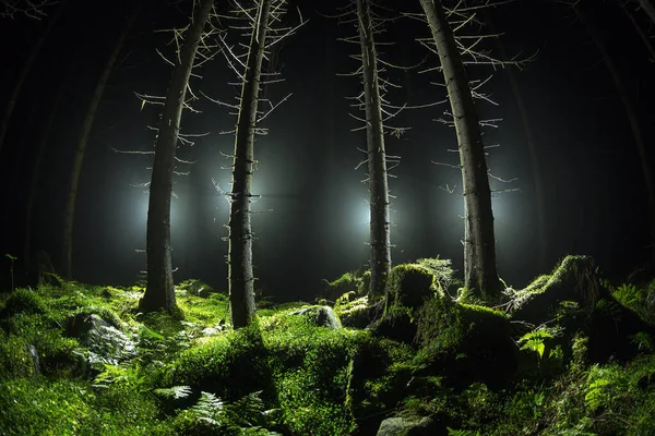 Fisheye Shot Trees Grass Illuminated Dark — Stock Photo, Image