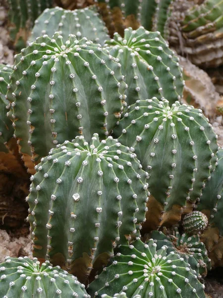 Ytlig Fokusbild Echinopsis Tubiflora Växter Kaktusen Morocco Trädgård Solig Dag — Stockfoto