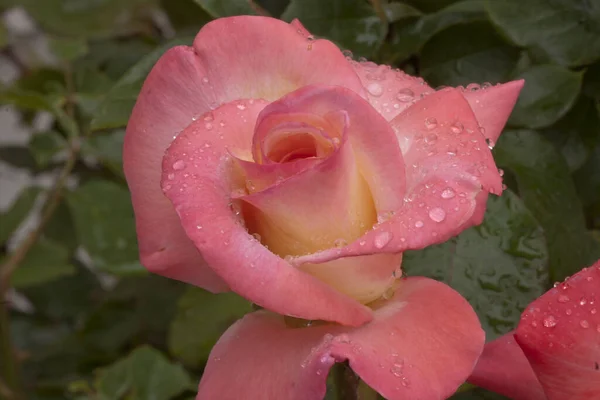 Rózsaszín Rózsa Közelkép Kertben — Stock Fotó