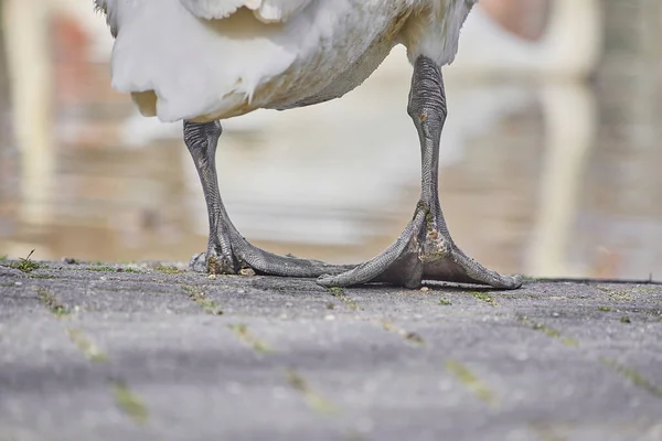 Primer Plano Patas Ganso Con Lago Fondo —  Fotos de Stock