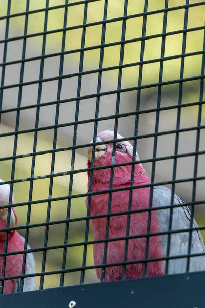 Een Rose Vogel Een Kooi Dierentuin — Stockfoto