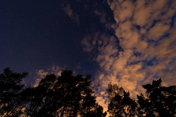 Низкий Угол Вершины Деревьев Против Облачного Звездного Ночного Неба — стоковое фото